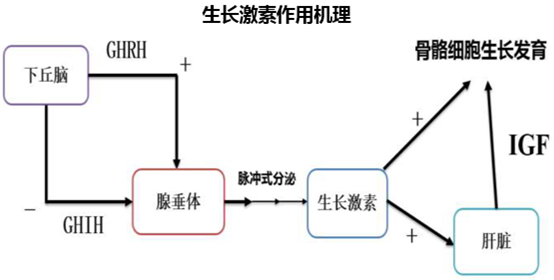 生长激素作用机理
