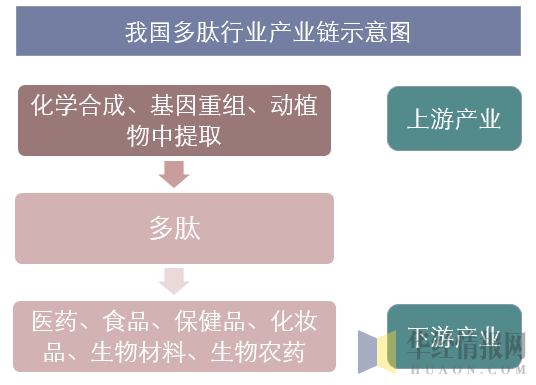 我国多肽行业产业链示意图