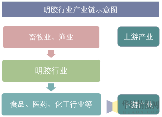 明胶行业产业链示意图