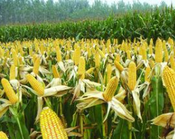2017年我国玉米种植面积、产量情况分析预测