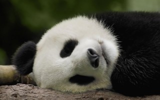 媒体刊文关注大熊猫直播热：有熊猫因直播而疲态尽显