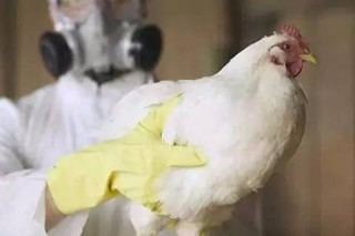 新三板养鸡企业集体亏损 “甩锅”给H7N9疫情