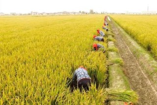 中国科学家发现水稻基因在自然界发生变异 可增产15%