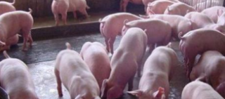 2018年我国生猪养殖行业产业链、养殖模式及发展前景分析「图」