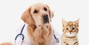 2018年我国宠物医疗行业发展现状及趋势分析，宠物医疗连锁经营为主要发展趋势「图」