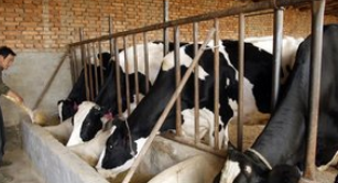 2018年我国奶牛养殖行业供需情况分析，规模化养殖是世界奶牛业的发展趋势「图」