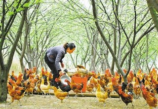 2018年我国养殖行业发展现状分析，养殖产业将往集约化、规模化方向发展「图」