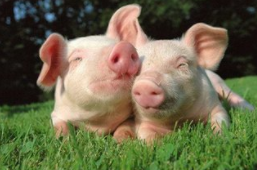 2019年中国生猪养殖行业发展趋势及猪肉价格走势「图」