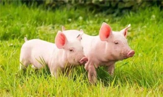 2019年中国生猪养殖行业供需及价格走势，非洲猪瘟以后，全国生猪价格大幅下滑「图」