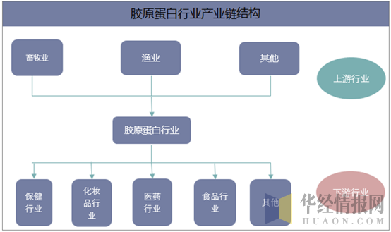 胶原蛋白行业产业链示意图