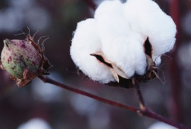 2018年中国棉花市场供需现状及新形势下棉花栽培技术发展存在的问题「图」