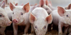 2018年中国生猪存栏和出栏量统计，2019年疫情缓解，生猪养殖业或面临新一轮上涨「图」