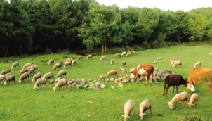 2018年山西省畜牧业市场发展情况分析，牛羊禽生产基本稳定「图」