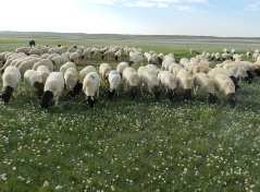 2018年内蒙古自治区牧业发展现状分析，发展智慧牧业推进牧区经济发展「图」