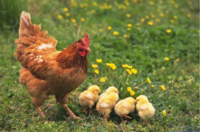 2019年中国祖代种鸡引种量、存栏量及鸡苗月均销量统计「图」