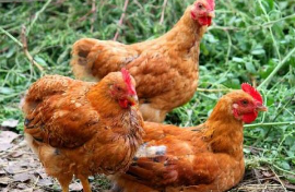 肉鸡养殖行业百科「图」