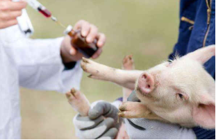 我国科学家创制了非洲猪瘟候选疫苗 目前主要取得五项进展「图」