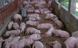 2019年中国生猪养殖行业发展模式及供需现状分析，规模化生猪养殖模式不断创新「图」