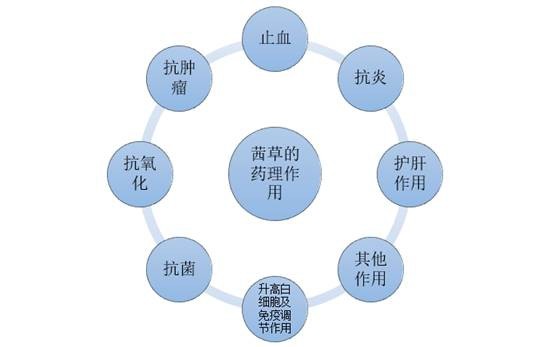 茜草的药理作用分析