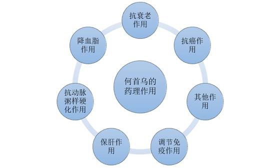 何首乌的药理作用分析