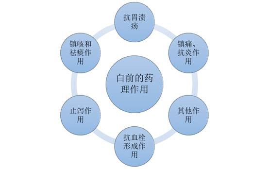 白前的药理作用分析