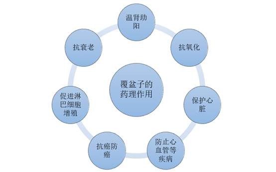 覆盆子的药理作用分析