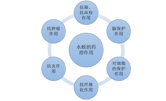 水蛭的药理作用分析