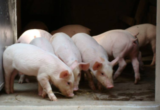 2019年上半年中国生猪养殖行业现状，猪肉产量下滑进口量、价格上涨「图」