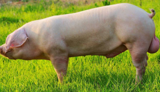 种猪龙头企业枫华种业冲刺IPO：种猪价格上涨拉动营收，但利润仍在下滑