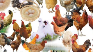 2019年中国家禽行业出栏量、产量及未来前景展望，营养卫生禽产品将备受青睐「图」