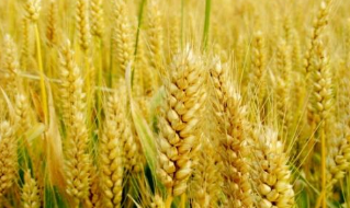 2019年河南省小麦行业种植面积及产量分析，小麦种植收益明显好转「图」
