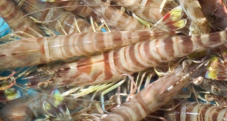 2019年日本对虾行业养殖面积及养殖产量分析，产量主要集中在闽、台、粤沿岸水域「图」