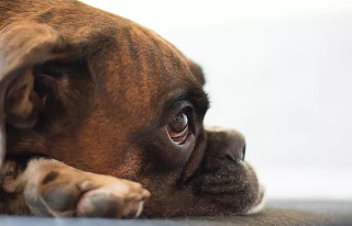 世界狂犬病日：为什么狂犬病百分之百致死？