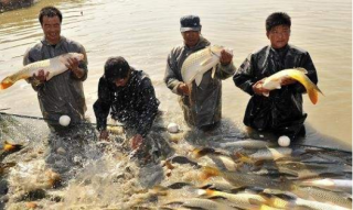 2019年天津市渔业经济总产值及细分产业产值分析，渔业产业结构不断优化「图」