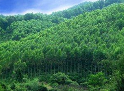 2019年中国林业运行现状及前景展望，林业生物能源前景广阔「图」
