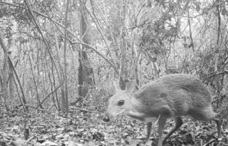 三十年来首次在越南野外拍摄到银背鼷鹿