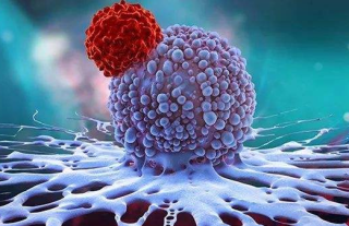超长寿者携带特殊T细胞