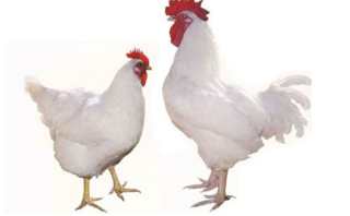 2019年中国白羽鸡行业竞争格局与发展对策分析，肉鸡养殖利润大幅提升「图」