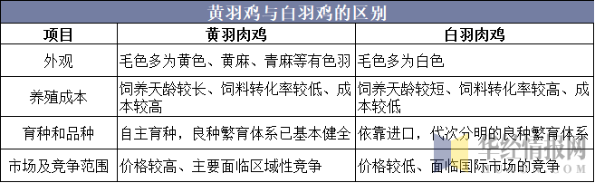 黄羽鸡与白羽鸡的区别