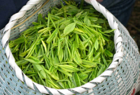 2019年中国茶叶产量及出口现状分析,绿茶占比达82.8%,出口结构失衡明显「图」
