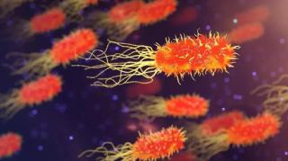 憋死超级细菌！科学家发现与青霉素作用相反抗生素