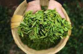 2019年陕西省茶叶产业实现较快增长，全年茶叶产值达182.39亿元「图」