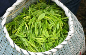2019年中国干毛茶产量及国内茶叶消费现状,黑茶、红茶和白茶实现较大幅度增长「图」