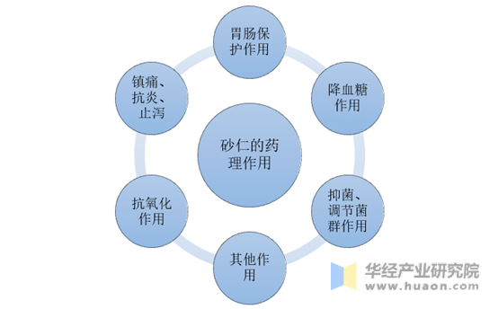 砂仁的药理作用分析