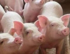 新冠疫情下，猪肉消费低迷，猪价大幅回落「图」