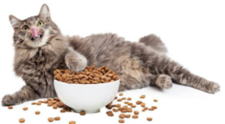 宠物经济正在兴起，猫粮热卖下的“猫咪经济学”「图」