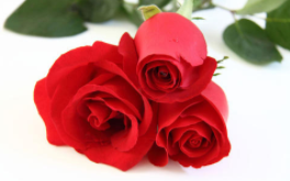 玫瑰行业种植面积及市场需求分析，“情人节”的浪漫情怀为行业增添新活力「图」