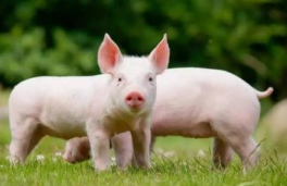 2019年全球及中国养猪业现状与改良种用猪进口情况分析，生产效率有待进一步提高「图」