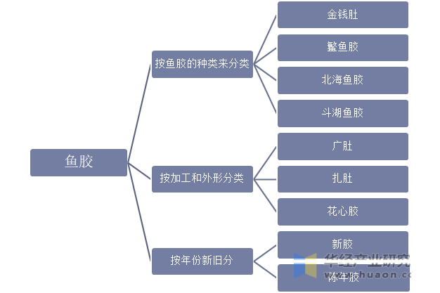 鱼胶的主要种类分析