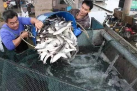 2019年重庆市渔业经济总产值、渔业产值及渔业细分产业产值分析「图」